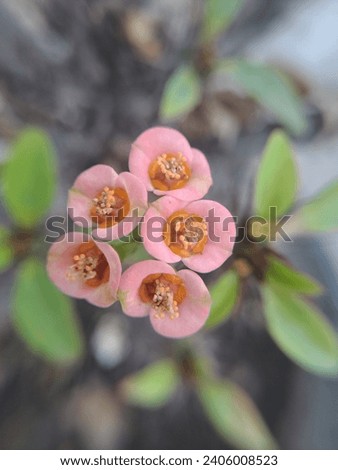Euphorbia Milii flower best macro photography and beautiful flower image.This flower Stock Photos, Images  Pictures