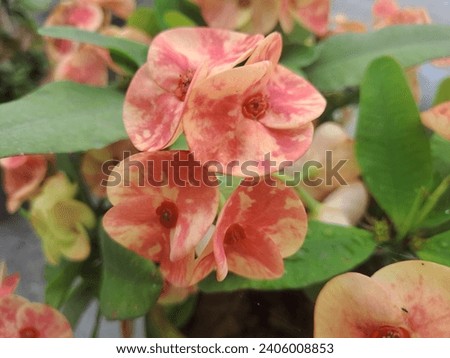 Euphorbia Milii flower best macro photography and beautiful flower image.This flower Stock Photos, Images  Pictures