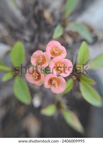 Euphorbia Milii flower best macro photography and beautiful flower image.This flower Stock Photos, Images, Pictures