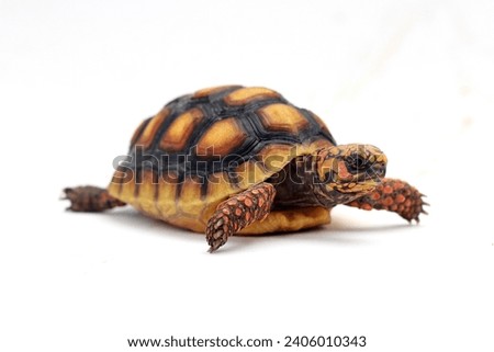 Cute small baby Red-foot Tortoise in front of white background, The red-footed tortoise isolated white background studio lighting , The red-footed tortoise (Chelonoidis carbonarius) is a species of to Royalty-Free Stock Photo #2406010343