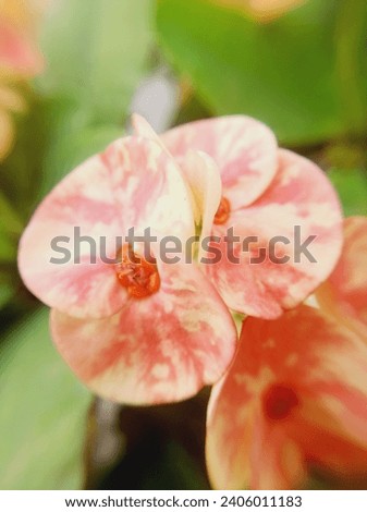 Euphorbia Milii flower best macro photography and beautiful flower image.This flower Stock Photos, Images,, Pictures