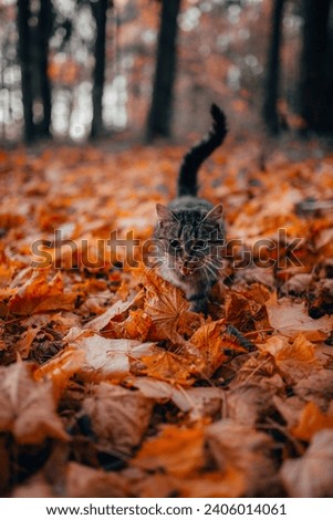 A picture of a cat in the middle of a forest full of yellow leaves in the fall season with a charming view 