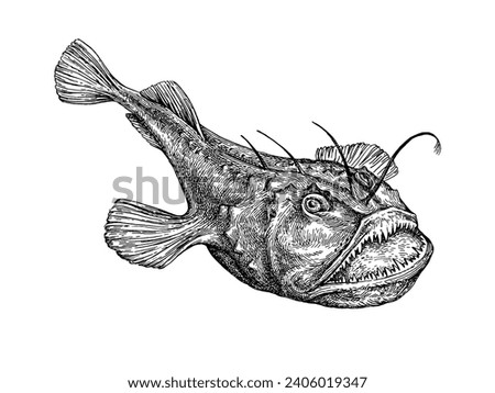 Common monkfish. European angler. Lophius ink illustration isolated on white background. Retro style.