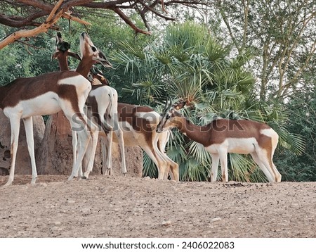 Arabian gazelle Al Ain Zoo natural beauty animals scenery Great Views blue sky and clouds trees plant flowers Green background wallpaper HD natural environment earth winning New picture travel holiday