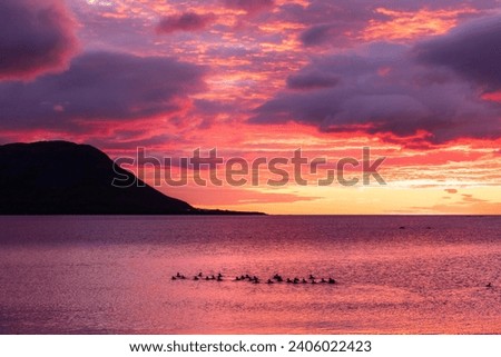 Peaceful eider ducks swim together in Trékyllisvík in northwestern Iceland. The morning sun lights up the sky at 3 am.