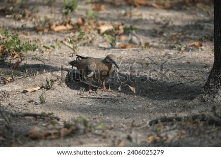 Bird walking alone on the ground. Camouflage