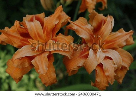 Double Orange Daylily in the garden Royalty-Free Stock Photo #2406030471
