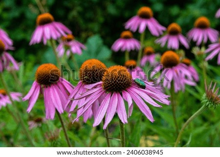 Echinacea purpurea purple coneflower during the summer months.Pink echinacea flowers bloom in the garden on the sunny day. Royalty-Free Stock Photo #2406038945