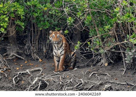 The Bengal tiger from mangroves of Sundarbans. Royalty-Free Stock Photo #2406042269