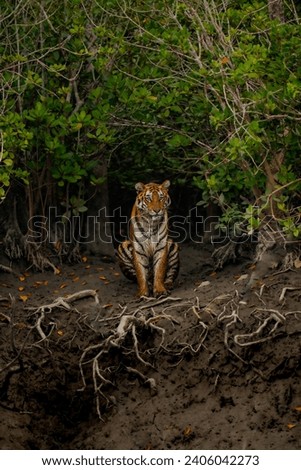 The Bengal tiger from mangroves of Sundarbans.