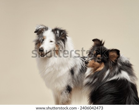 A duo of Shetland Sheepdogs in an affectionate pose, their rich coats and engaging expressions stand out against a neutral backdrop