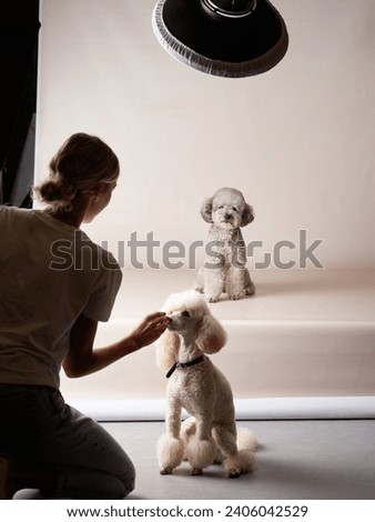 Photographer trains a white Poodle during a studio session, the dog attentively sits for the portrait. Behind, a softbox light ensures proper illumination