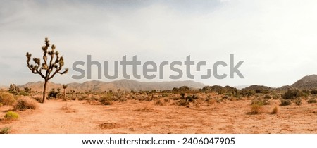 Panorama landscape of Joshua Tree National Park, USA. Royalty-Free Stock Photo #2406047905