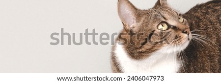 Banner with shorthair domestic tabby cat looking up on a gray background. Place for text.