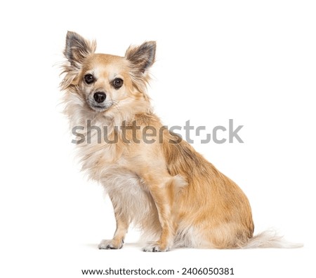Sitting Chihuahua, isolated on white Royalty-Free Stock Photo #2406050381