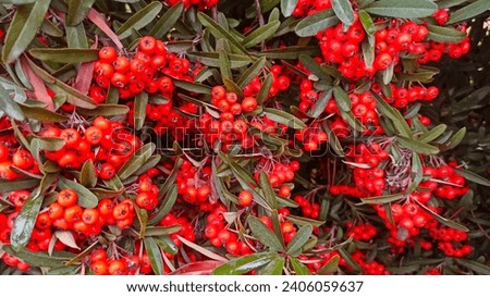 A striking image of a firethorn or firethorn plant covered in dark red berries surrounded by lush green leaves. Firethorn berries background. Royalty-Free Stock Photo #2406059637