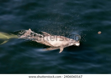 Vaquita (Phocoena sinus): The vaquita is a critically endangered porpoise species found in the Gulf of California, Mexico. Royalty-Free Stock Photo #2406060167
