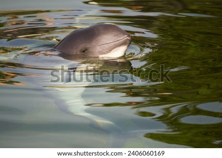 Vaquita (Phocoena sinus): The vaquita is a critically endangered porpoise species found in the Gulf of California, Mexico. Royalty-Free Stock Photo #2406060169