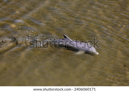 Vaquita (Phocoena sinus): The vaquita is a critically endangered porpoise species found in the Gulf of California, Mexico. Royalty-Free Stock Photo #2406060171
