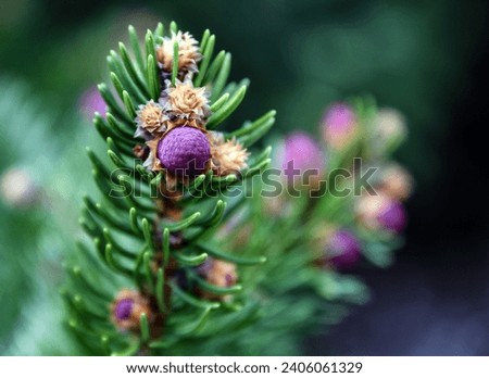 The tip of a Spruce branch with a newly grown small purple pine cone found on the North Fork of Long Island, NY