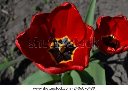 The tulip has a symbolic meaning.

Many people associate the tulip with the onset of spring. The color of its petals also has a symbolic meaning. For 