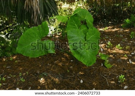 A nature Photograph of a Taro Plant Growing wild at the Peghorn Nature Park and Trail in Saint Cloud, Florida. I created this wildlife photograph on December 27,2023. 