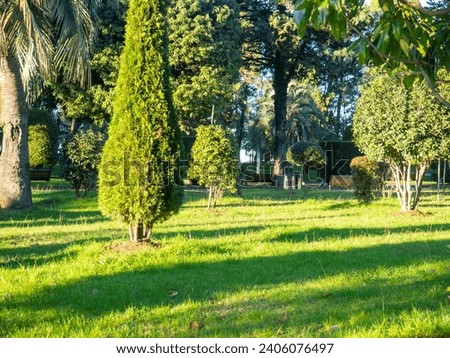 Batumi parks in December. Green park in winter. Well maintained landing. Trimmed bushes and lawn