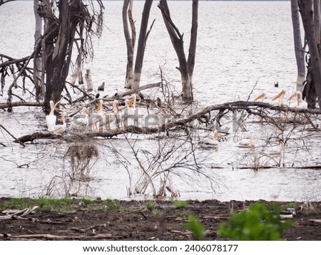 Pelicans in Lake Nakuru National Park, Kenya, Africa, October 2022