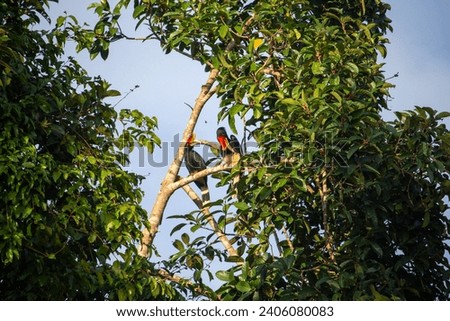 Two toucans perched on a tree branch amidst green foliage