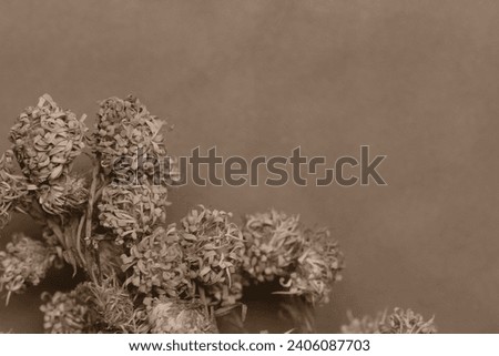 Photo background of close up dried flowers. Sephia tone . Bunga kering