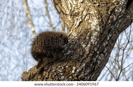 North American Porcupine, Erethizon dorsatum, climbing up tree with head turned slightly down towards camera on late fall afternoon and soft sunlight