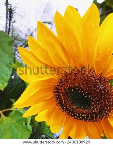 Bandung-Indonesia Jawab Barat Ciwidey December 2023 clusters of sunflowers together with splashes of rainwater
