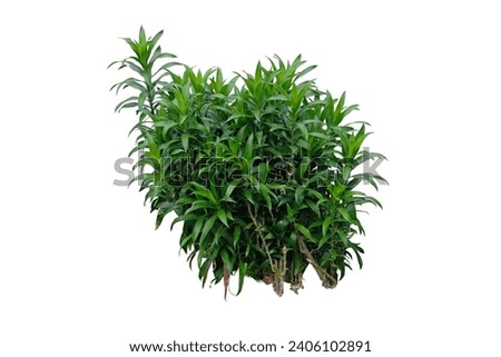 Pleomele (Dracaena) Reflexa plant , native to Madigascar ,Green bush isolated on white background with copy space and clipping path. Tropical nature plant decoration floral rain forest plant.