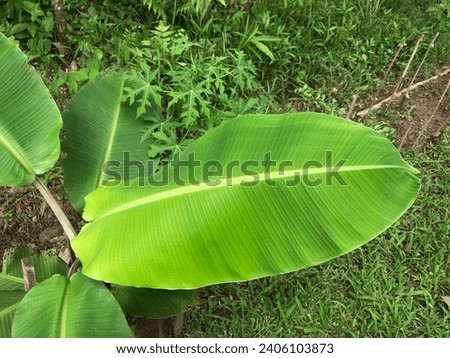 Nature Banana leaf with grass on the ground background
