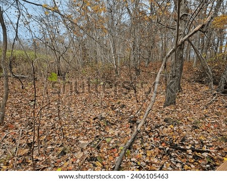 Downed leaves across a forest floor on a November day.