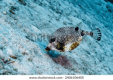 Smooth trunkfish (Lactophrys triqueter) on ocean floor