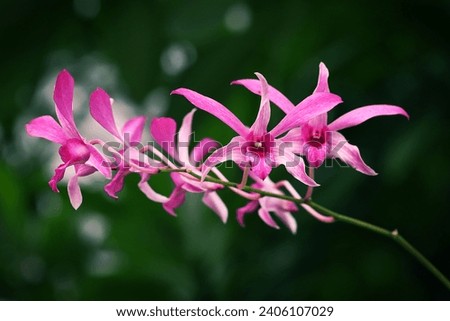Closeup of blooming pink orchid flowers isolated on blurred background 