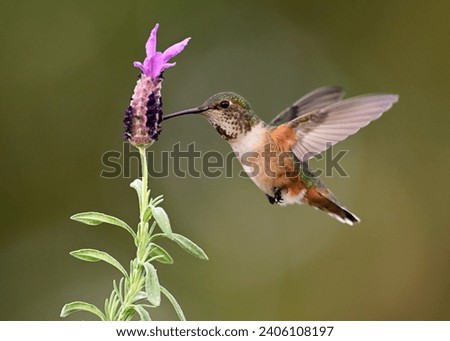 Anna Hummingbird_This photo was taken in Westminter, CA