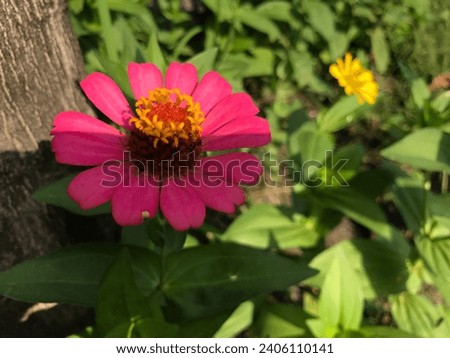 Peruvian zinnia red, is an annual flowering plant in the family Asteraceae.