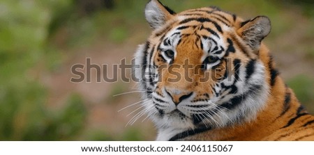 Tiger, breathtaking views, closeup shots