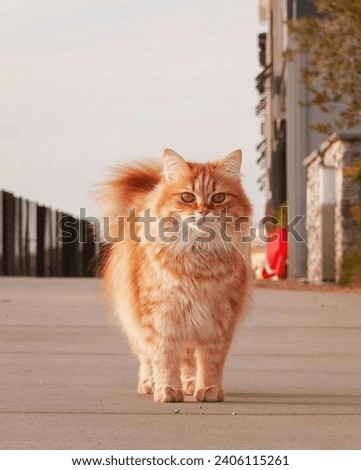 SIBERIA CAT, a natural domestic cat breed originating from Siberia