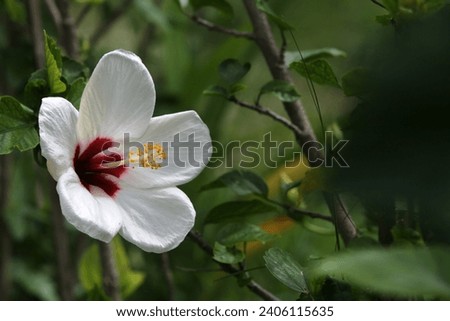 white hibiscus rosa sinensis or hawaiian flower or shoeblack plant or rose mallow or chinese rose, blossom blooming in the garden with green leaf and another pink hibiscus in the background.