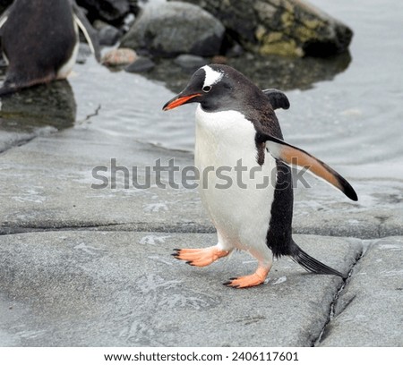 A gentoo penguin walking on a rock surface by the shore in Antarctica. 