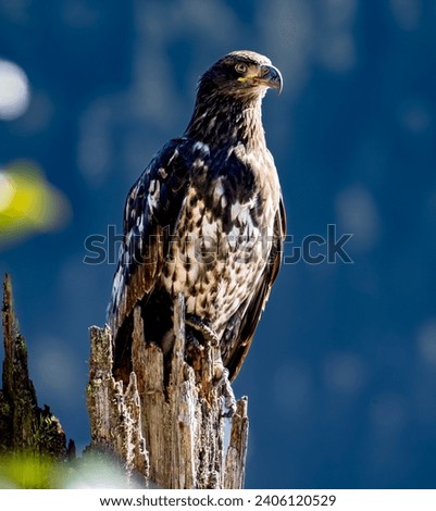 Juvenile eagle nictitating membrane Hyder Alaska Royalty-Free Stock Photo #2406120529