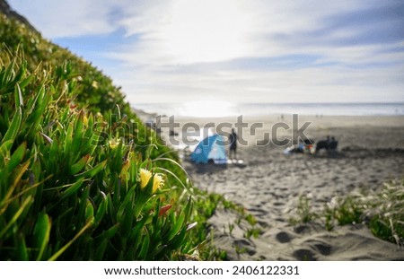 People put up tents and picnic at Muriwai Beach. Selective focus on the yellow flower in the foreground. Auckland. Royalty-Free Stock Photo #2406122331