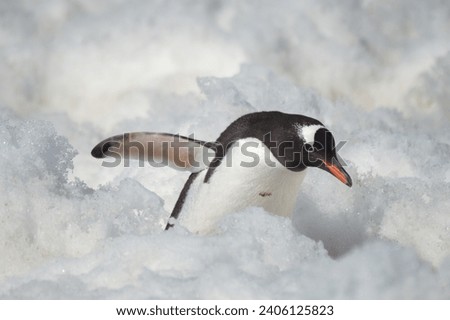 A gentoo penguin following a penguin highway through the snow in Antarctica. 