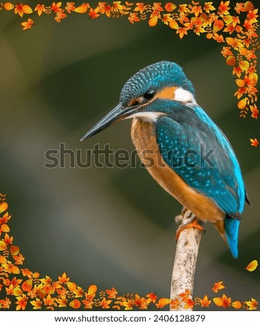 Kingfisher photo from wildlife photography.