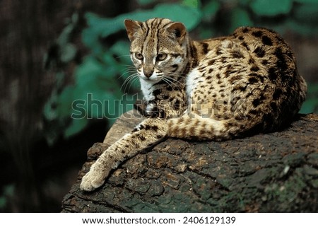 Iriomote Cat (Prionailurus bengalensis iriomotensis): Endemic to the Japanese island of Iriomote, this small wildcat is critically endangered with a small population size. Royalty-Free Stock Photo #2406129139