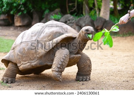 Pinta Island Tortoise (Chelonoidis abingdoni): Lonesome George, the last known individual of the Pinta Island tortoise, died in 2012 in the Galápagos Islands. Royalty-Free Stock Photo #2406130061