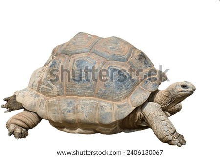 Pinta Island Tortoise (Chelonoidis abingdoni): Lonesome George, the last known individual of the Pinta Island tortoise, died in 2012 in the Galápagos Islands. Royalty-Free Stock Photo #2406130067